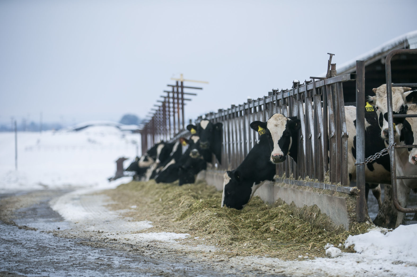Cows-YH-021319-17.jpg